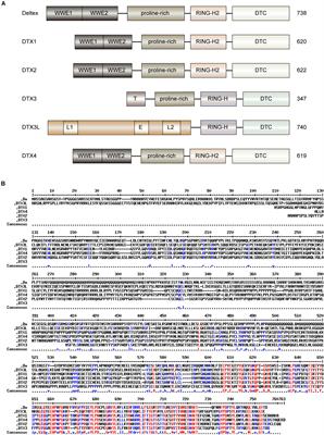 Functions and Molecular Mechanisms of Deltex Family Ubiquitin E3 Ligases in Development and Disease